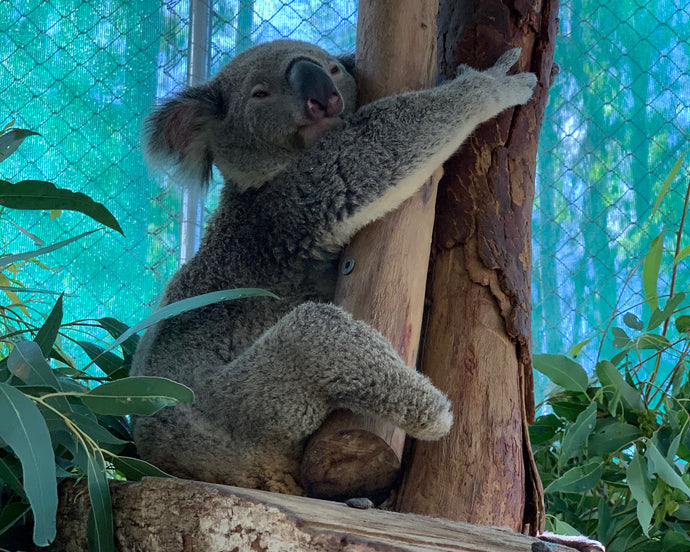INTRODUCING TRIUMPH, WHY OUR KOALAS COUNT